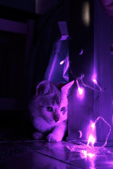 Purple cat
