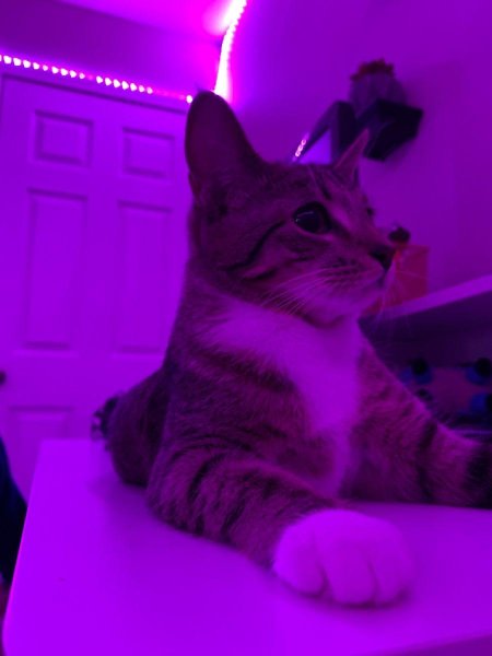 Фиолетовые котики