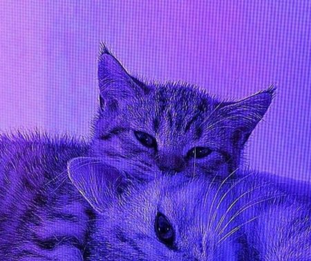 Котята вместе