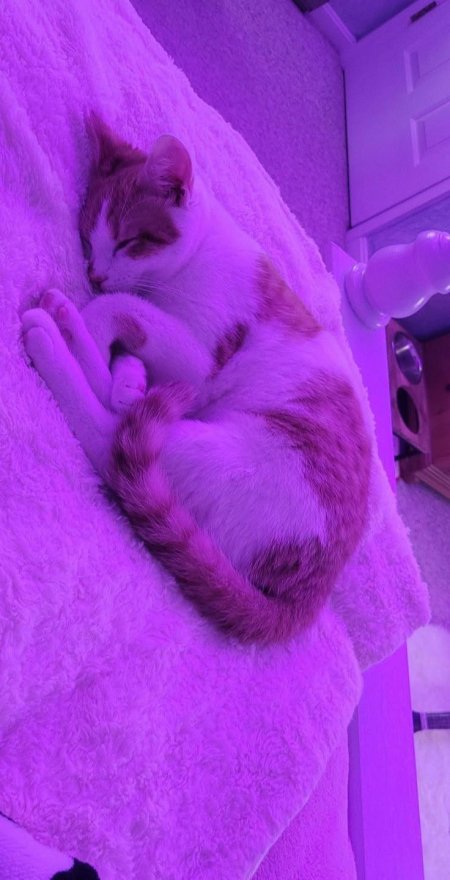 Кошка фиолетовая