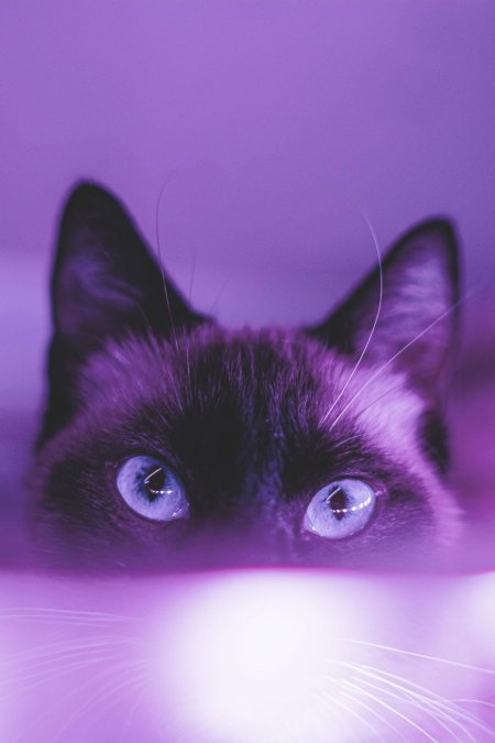 Кошка с фиолетовыми глазами
