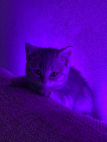 Фиолетовая эстетика котик