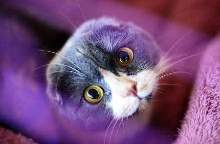 Лиловый шотландский скоттиш фолд