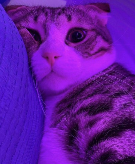 Фиолетовые котики