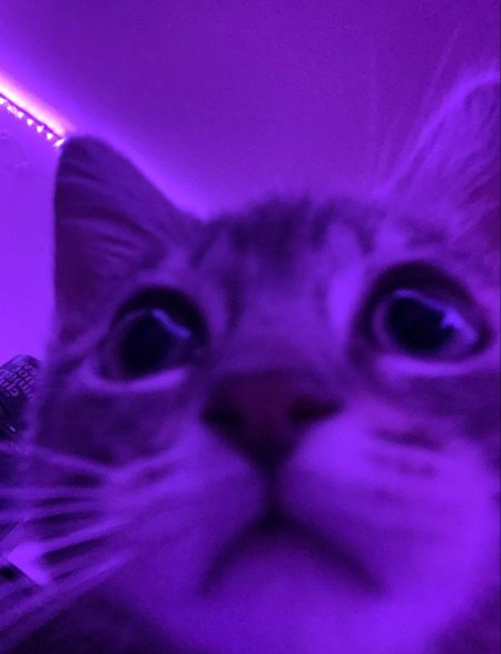 Фиолетовая кошка