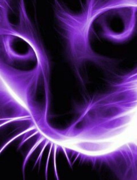 Кот фиолетовый