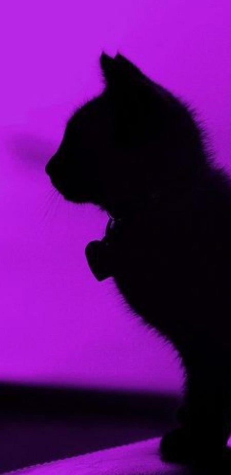 Кот фиолетовый