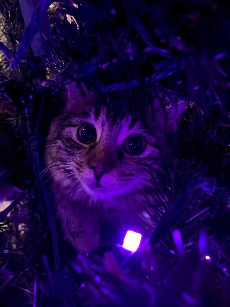 Кот на елке