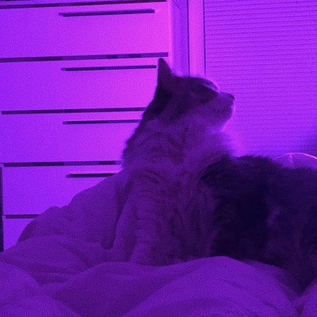 Фиолетовые котики