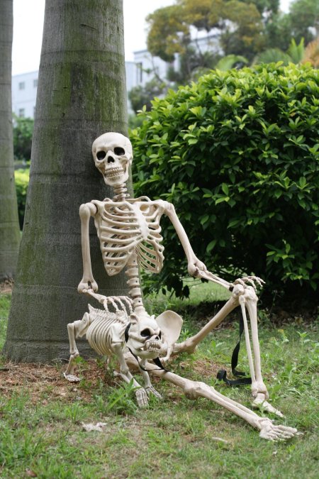 Фотография скелета