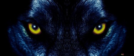 Глаза волка