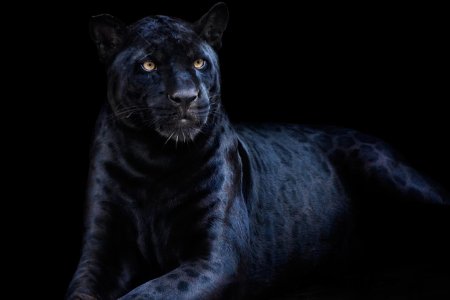 Черная пантера на черном фоне