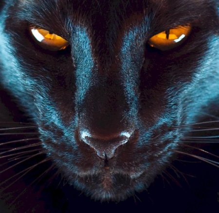 Глаза пантеры