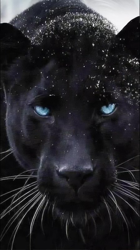 Черная пума