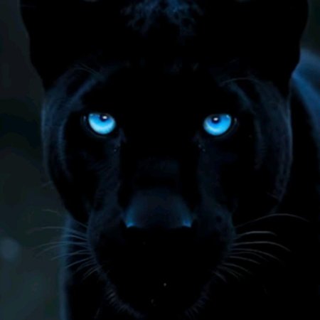 Черная пантера с голубыми глазами