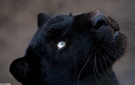 Пантера меланист