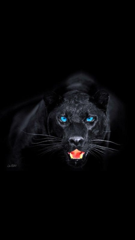 Черная пантера ягуар меланист