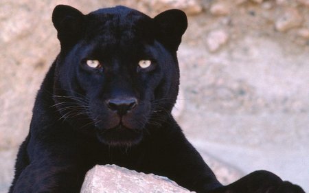 Животное пантера