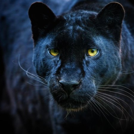 Пантера нера