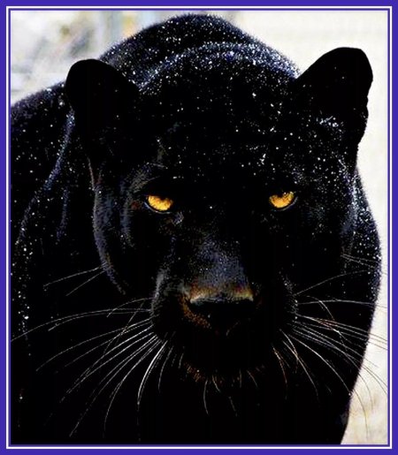 Пума ягуар пантера