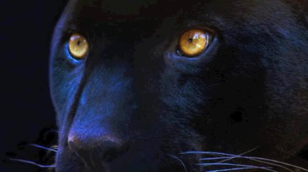 Пантера с голубыми глазами