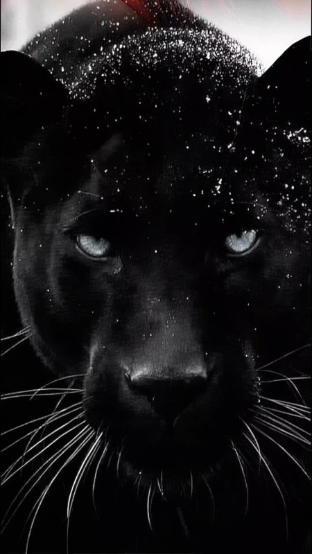 Черная пума