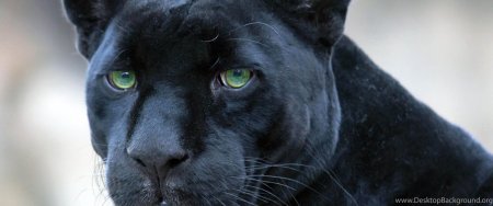 Черная пантера