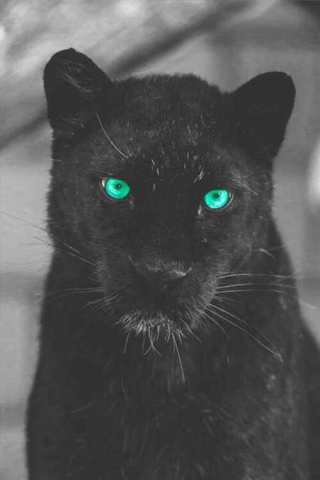 Черная пантера с голубыми глазами