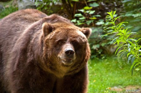 Бурый медведь кадьяк