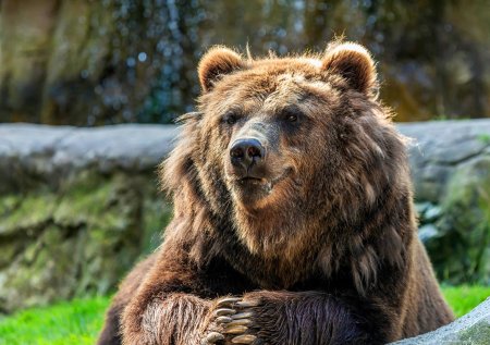 Гризли бурые медведи