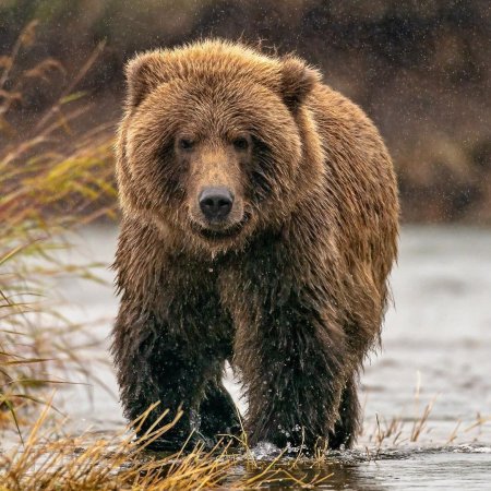 Бурый медведь кадьяк