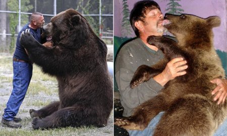 Джимбо медведь кадьяк