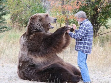 Медведь барт фильмы