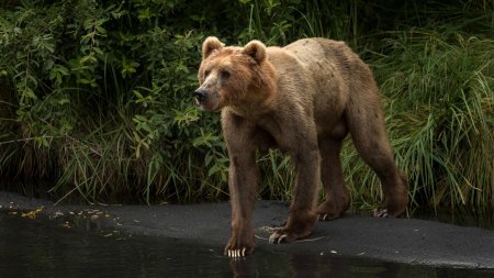 Кадьяк медведь