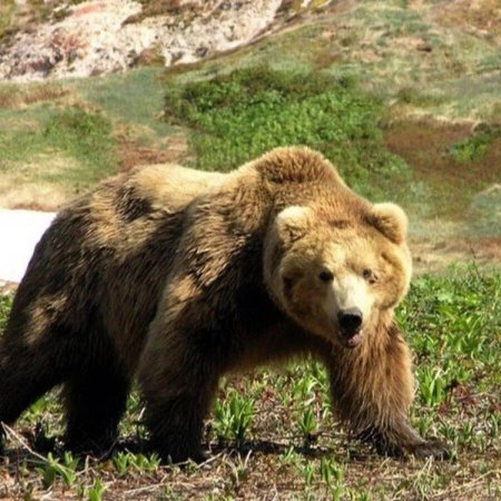 Гризли североамериканский бурый медведь