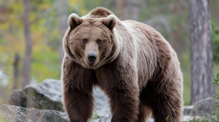 Бурый медведь иркутской области