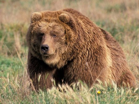 Бурый медведь кадьяк