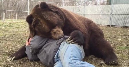 Медведь гризли людоед