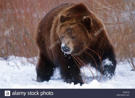 Ursus arctos middendorffi