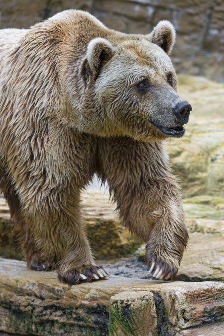Ursus arctos horribilis