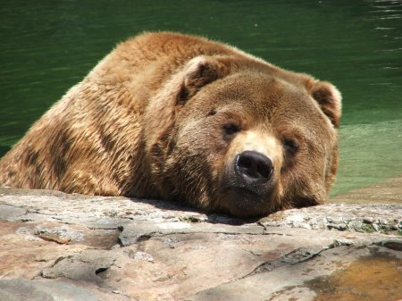 Медведь гризли