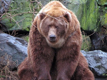 Животное медведь гризли