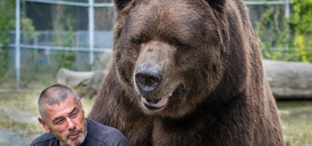 Самый большой бурый медведь