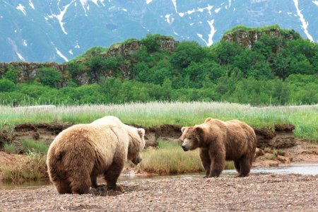 Камчатский бурый медведь