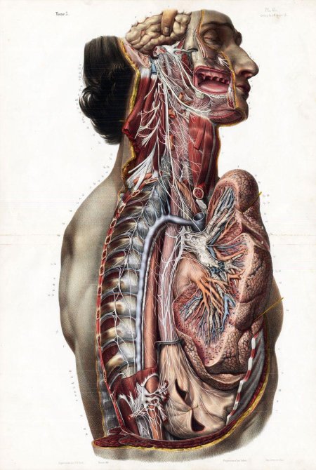 Анатомии человека