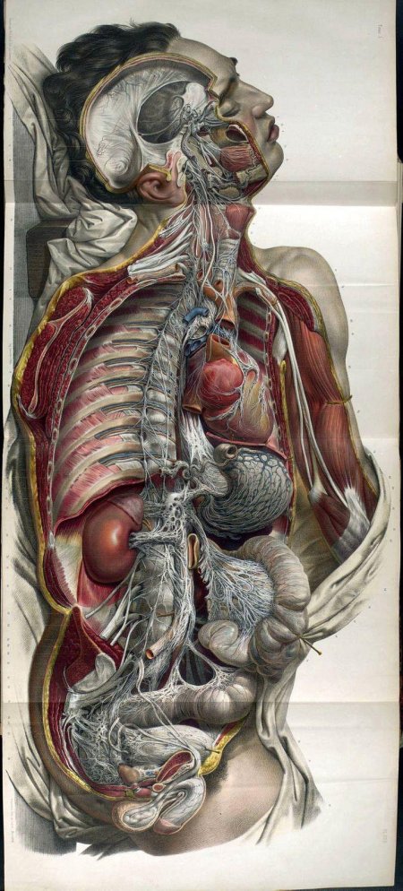 Анатомии человека