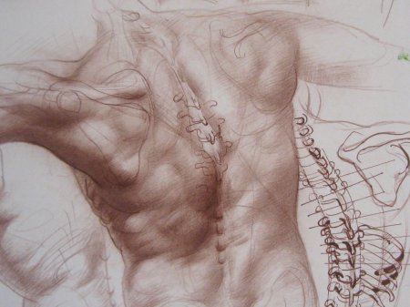 Гицеску георге пластическая анатомия