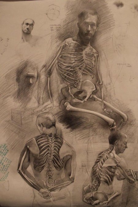 Художественная анатомия