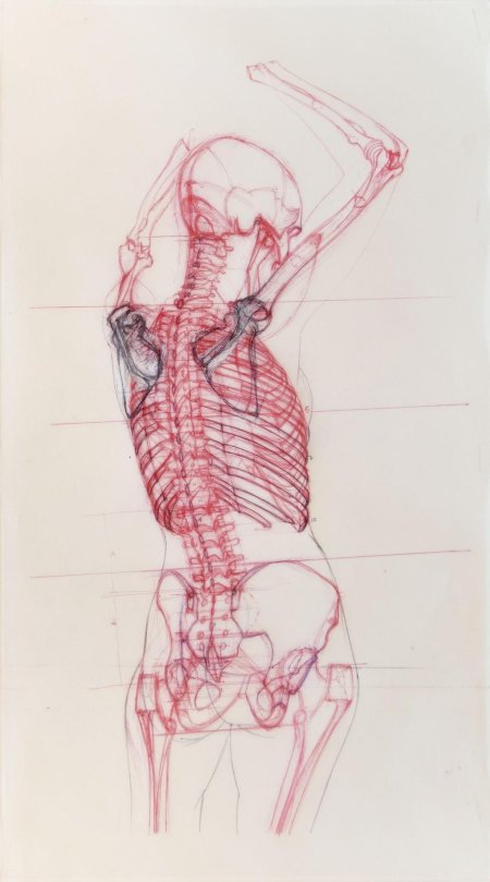 Баммес анатомия для художников скелет