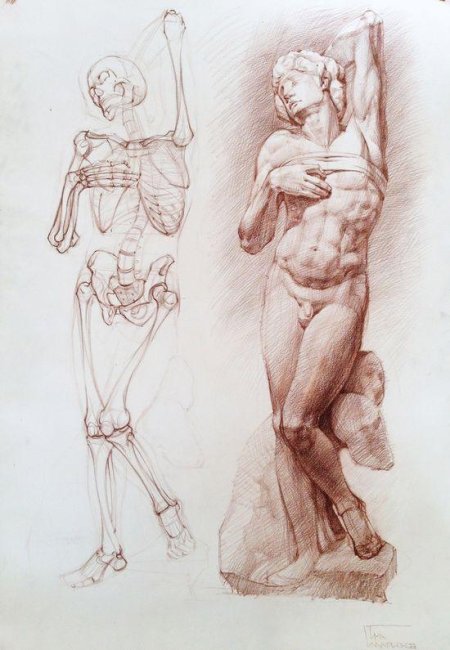 Могилевцев анатомия фигуры человека